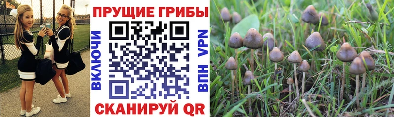 Купить закладки  Ахтубинск  Псилоцибиновые грибы мицелий 